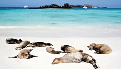 Galapagos-Islands-Seals